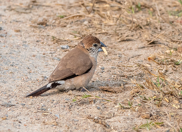 Indian silverbill