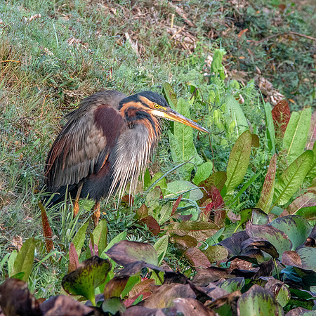 Purple heron