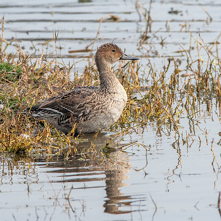 Spot billed duck