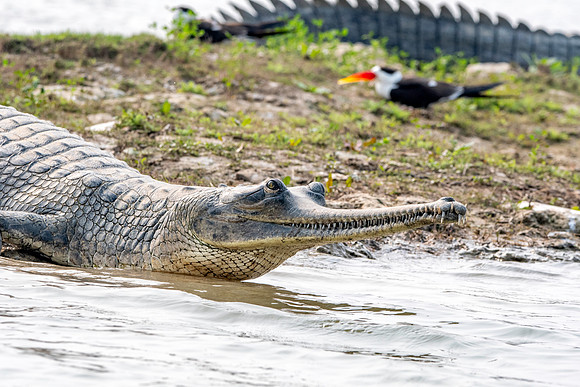 Gharial