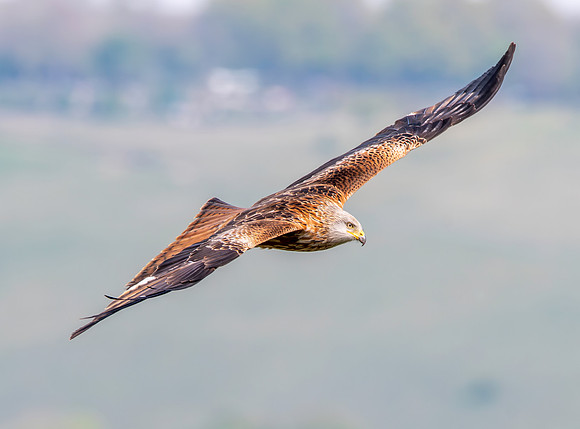 Red kite, flying