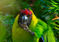 Horned parakeet