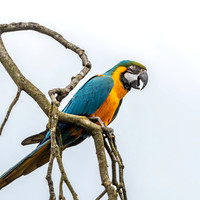 Blue throated macaw