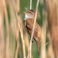 Great Reed Warbler, singing