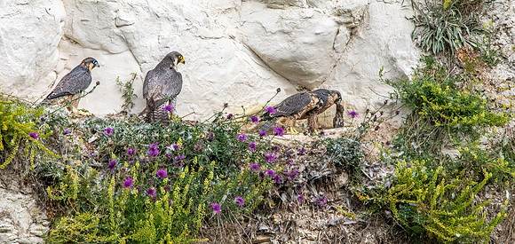 Peregrine falcon nest