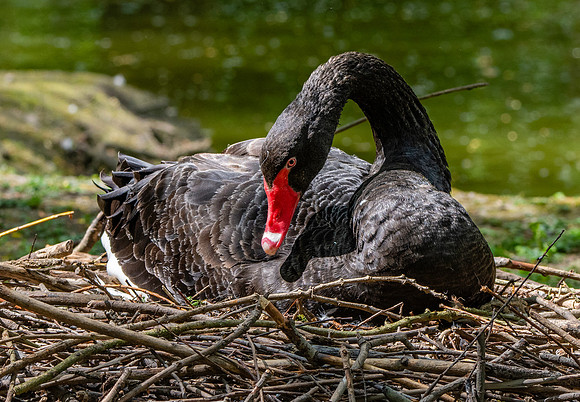 Black swan