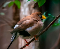 Masked finch