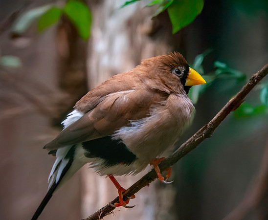 Masked finch