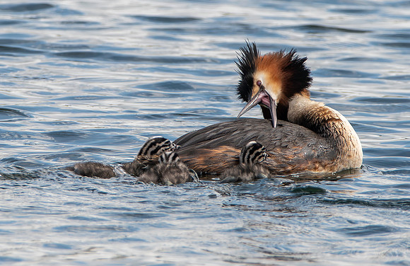Great crested grebe