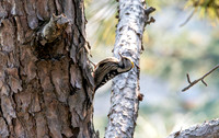 Female Brown fronted woodpecker