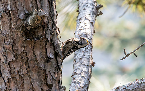 Female Brown fronted woodpecker