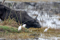 Zebu cattle and egrets