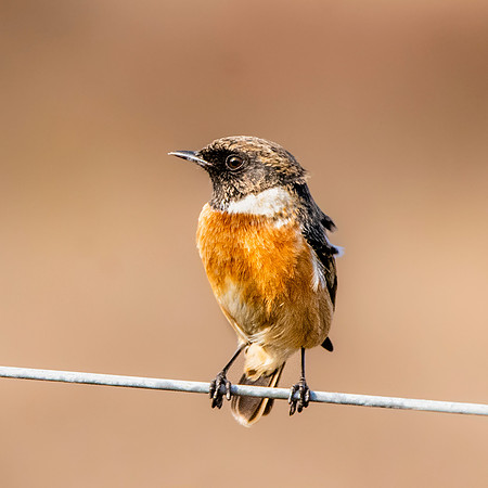 Stonechat, male
