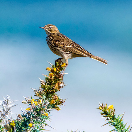Meadow pipit