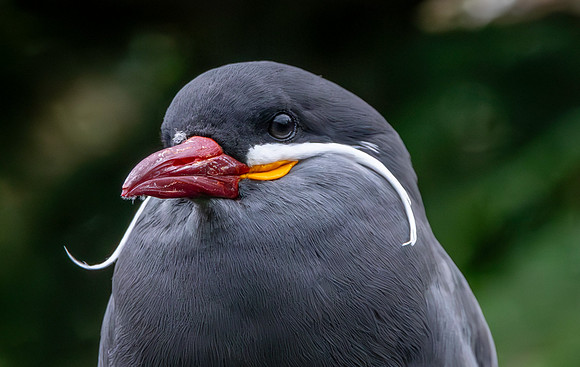 Inca Tern