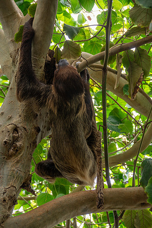 Two toed sloth (Linnaeus)