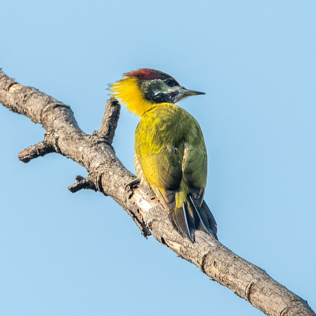 Lesser yellownape woodpecker