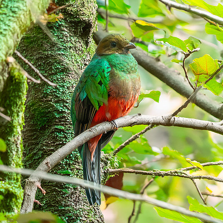 Golden headed quetzal, male