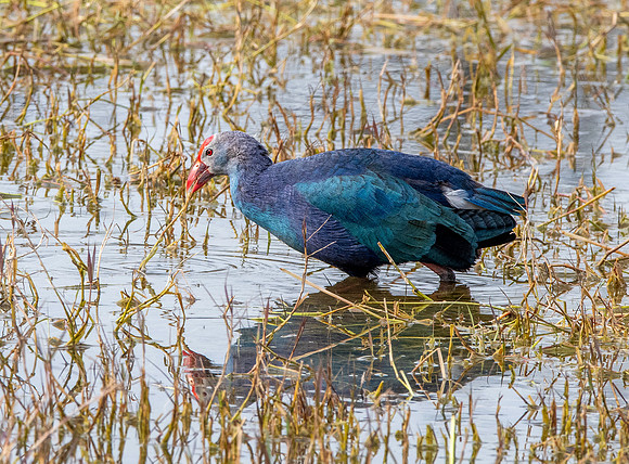 Grey headed swamphen