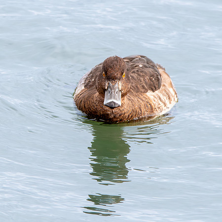 Tufted duck