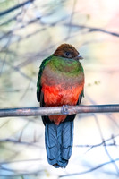 Golden headed quetzal, male
