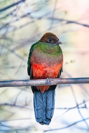Golden headed quetzal, male