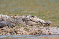 Mugger crocodile