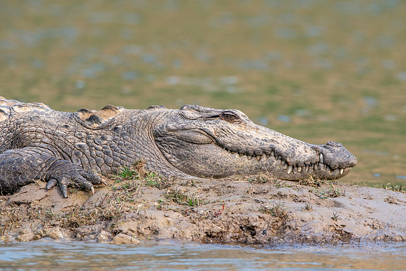 Mugger crocodile