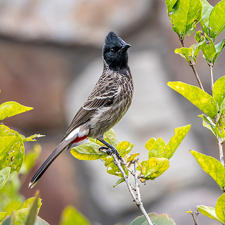 Red vented bulbul