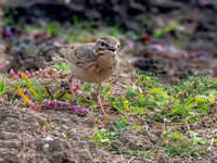 Tawny pipit