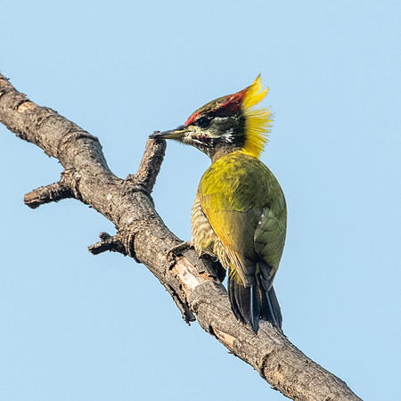 Lesser yellownape woodpecker