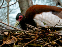 Madagascar crested ibis