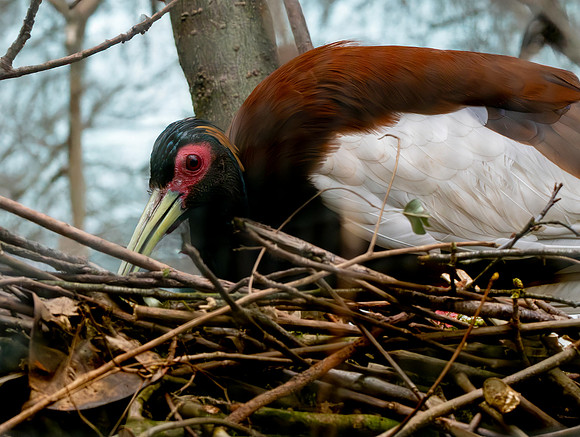 Madagascar crested ibis
