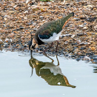 Northern Lapwing