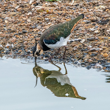 Northern Lapwing