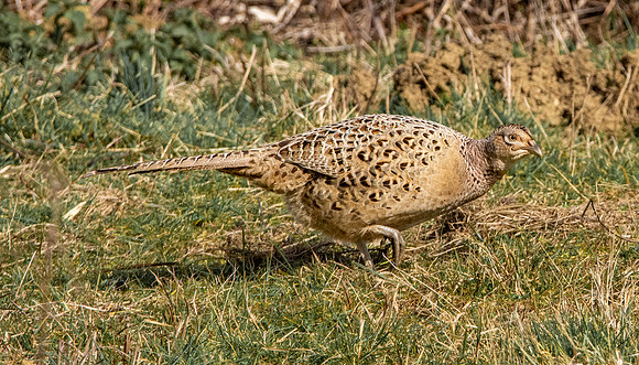 Common pheasant, female