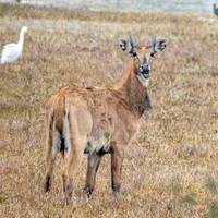 Nilgai / blue bull antelope, female