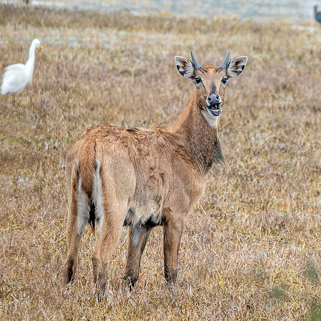 Nilgai / blue bull antelope, female