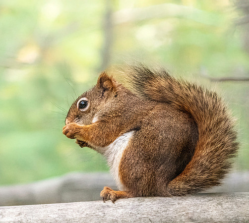 American red squirrel