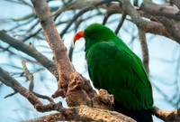 Eclectus parrot, male