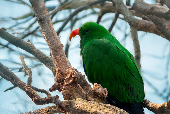 Eclectus parrot, male