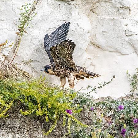 Peregrine falcon nest