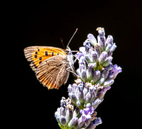 Small copper