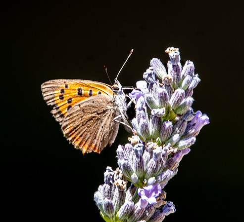 Small copper
