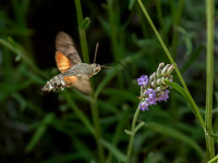 Hummingbird Hawk moth