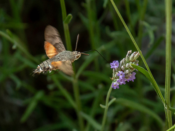 Hummingbird Hawk moth