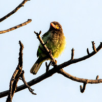 Brown headed barbet