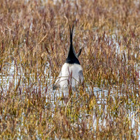 Northern Pintail