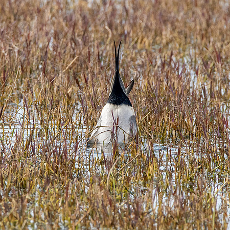 Northern Pintail