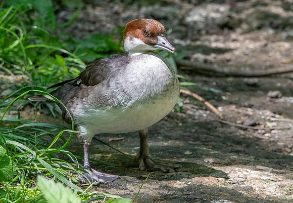 Smew, female